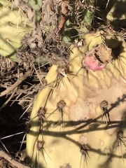 Opuntia × occidentalis