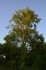 Sapium glandulosum