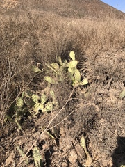 Opuntia × occidentalis