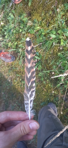 Plume de Coucou gris