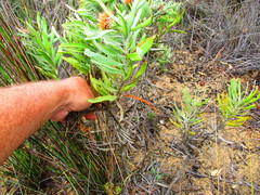 Leucospermum rodolentum