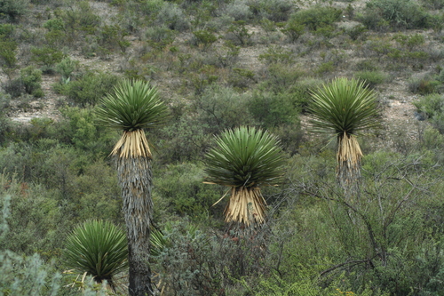giant Spanish-dagger (Yucca carnerosana)