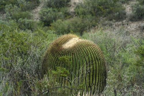 Echinocactus platyacanthus