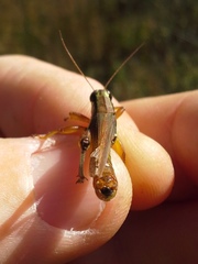 Paroxya atlantica