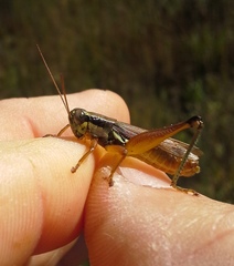 Paroxya atlantica