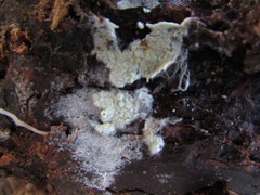 Tomentellopsis echinospora