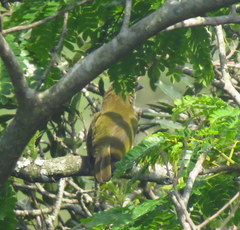 Stactolaema olivacea