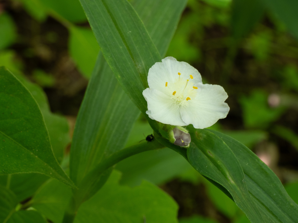 Tradescantia ozarkana; photograph (c) Turner Brockman, some rights reserved (CC BY-SA)