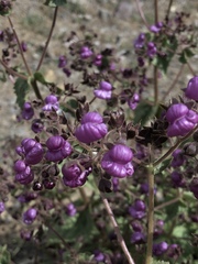 Calceolaria purpurea