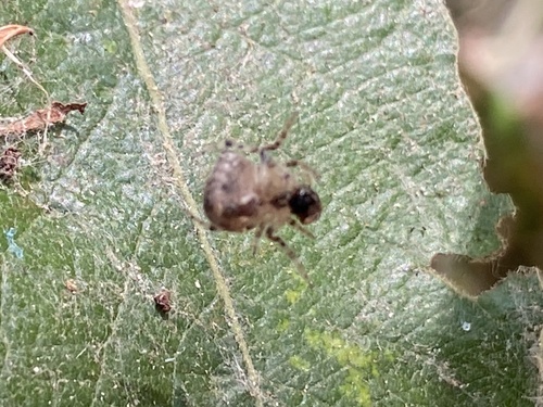iNaturalist observation photo of Insects