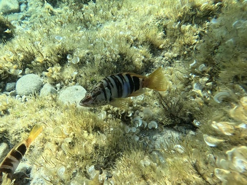 Serranus scriba