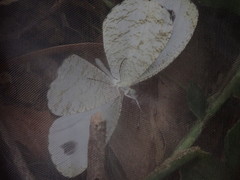 Leptosia nina niobe