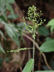 Panicum sarmentosum