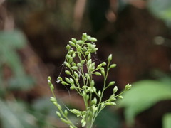 Panicum sarmentosum