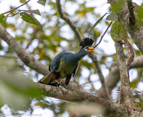 Great Blue Turaco