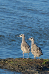 Larus argentatus argentatus