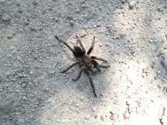 Aphonopelma seemanni