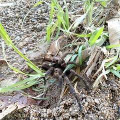 Aphonopelma seemanni
