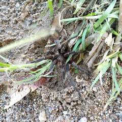 Aphonopelma seemanni