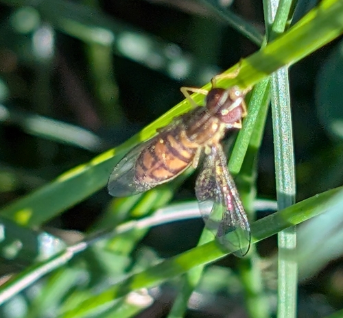 Unknown species found near Sandpoint, ID 83864, USA