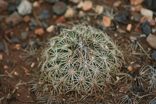 Coryphantha delicata