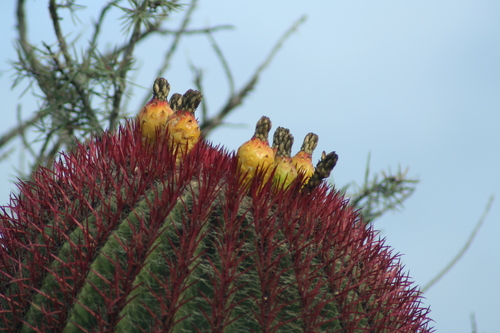 Ferocactus pilosus