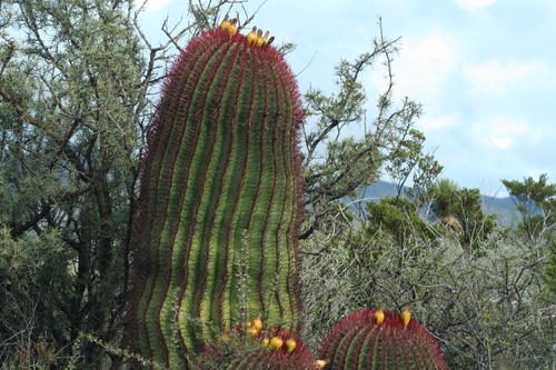 Ferocactus pilosus