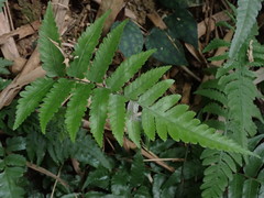 Diplazium taiwanense