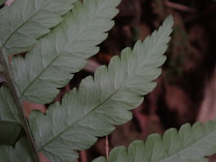 Diplazium taiwanense