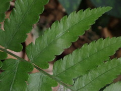 Diplazium taiwanense