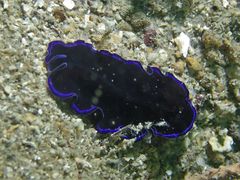 Pseudoceros caeruleocinctus