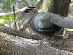 Scaled Ground-Cuckoo photo 3