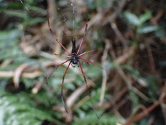 Nephila pilipes