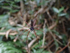 Nephila pilipes