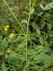 Coreopsis palustris