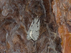 Semioscopis avellanella