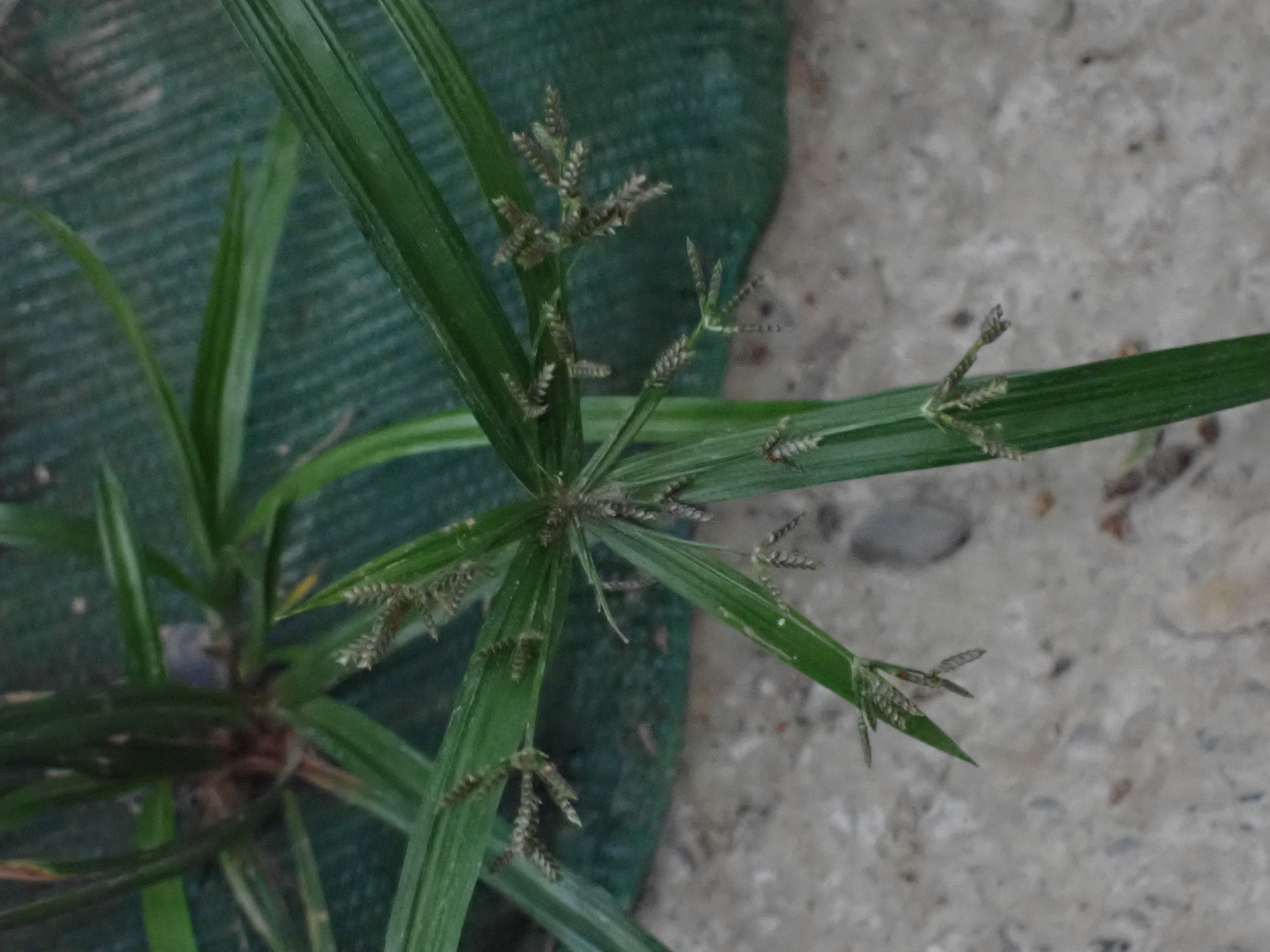 (c) Kuan-Chieh (Chuck) Hung, certains droits réservés (CC BY-NC-SA) https://www.inaturalist.org/observations/34962858