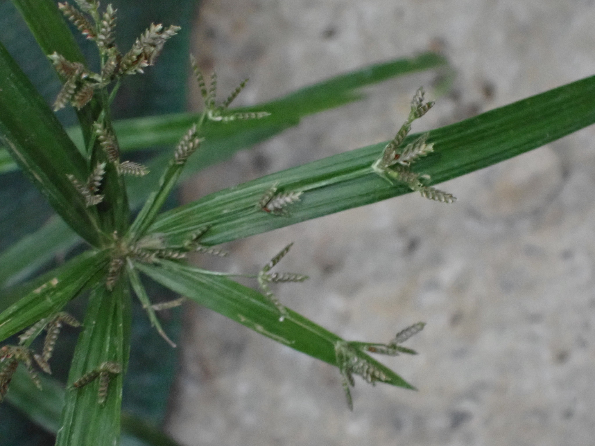 (c) Kuan-Chieh (Chuck) Hung, certains droits réservés (CC BY-NC-SA) https://www.inaturalist.org/observations/34962858