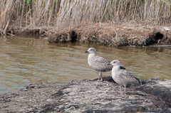 Larus fuscus graellsii