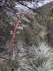 Puya coerulea