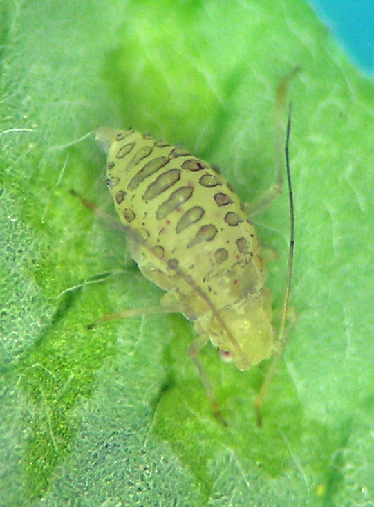 Therioaphis