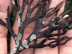 Ahnfeltiopsis linearis