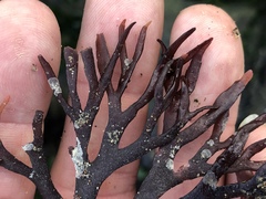 Ahnfeltiopsis linearis