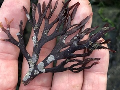 Ahnfeltiopsis linearis