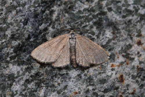 Scopula cajanderi
