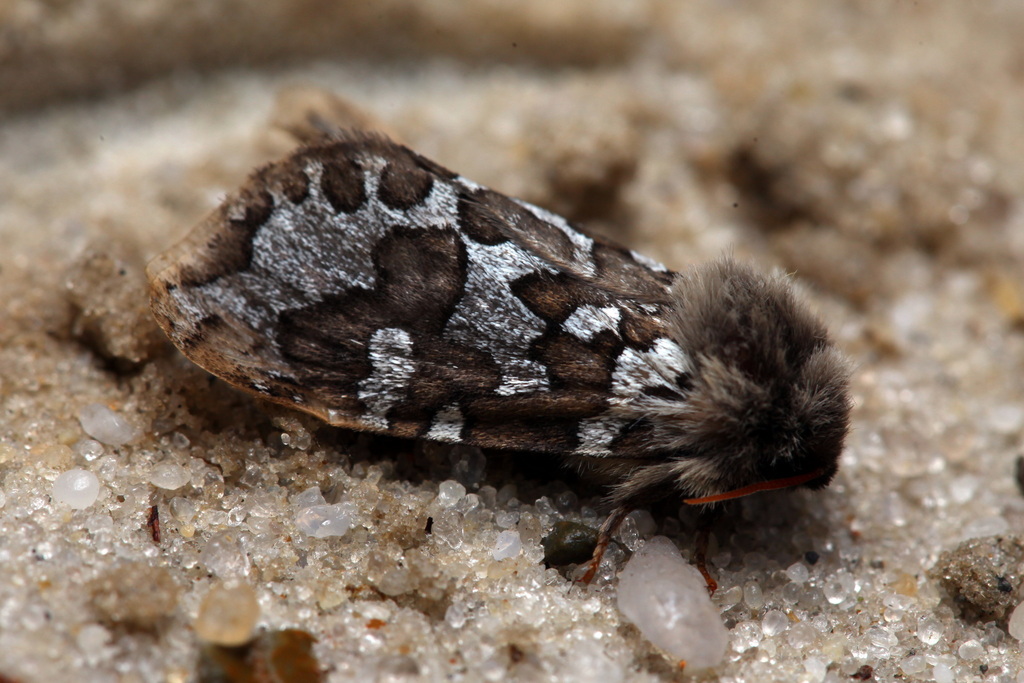 Gazoryctra uralensis