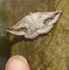 Drepanogynis insolens