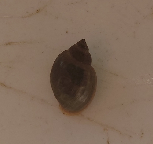 Acute Bladder Snail