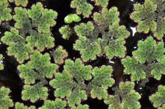 Azolla microphylla