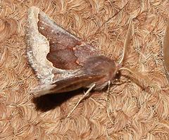 Drepanogynis ectoglauca